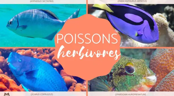 Quatre poissons herbivores : une saupe brésilienne, un chirurgien bleu, un poisson-perroquet bleu et un poisson perroquet à bande.