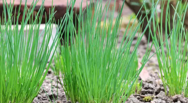Frisch sprießender Schnittlauch im Garten, wie gute Nachbarn nebeneinander.