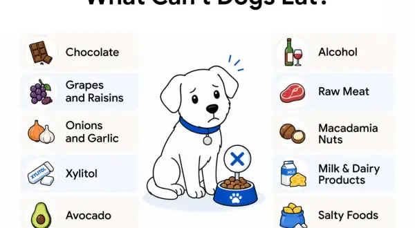 Sad dog illustration lists what dogs can't eat: chocolate, grapes, onions, xylitol, avocado, alcohol, raw meat, macadamia nuts, dairy, and salty foods.