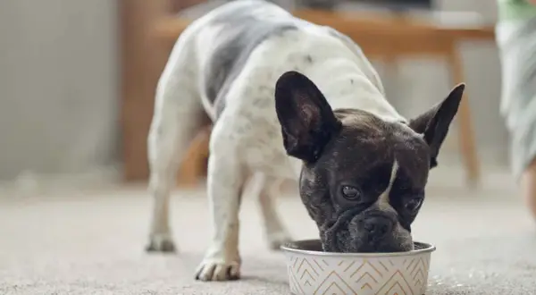 Un bulldog francés con manchas blancas y negras come de un cuenco, disfrutando de su dieta blanda para perros.