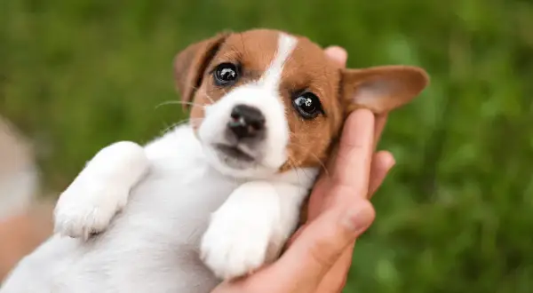 Uroczy szczeniak Jack Russell Terrier w dłoniach, idealny kandydat na imiona dla psa.