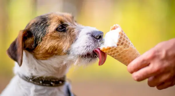 Pies z rozkoszą liże lody śmietankowe z wafelka. Czy pies może jeść lody śmietankowe? Ten psiak zdaje się być zachwycony!