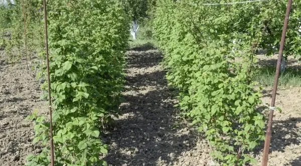 Rzędy krzewów malin, wspartych na palikach, tworzą ścieżkę. Warto wiedzieć, co ile sadzić maliny, by miały miejsce do wzrostu.
