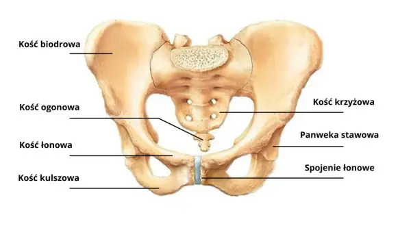 Anatomia miednicy: kość biodrowa, kość krzyżowa, kość ogonowa, panewka stawowa, spojenie łonowe, kość łonowa i kość kulszowa.