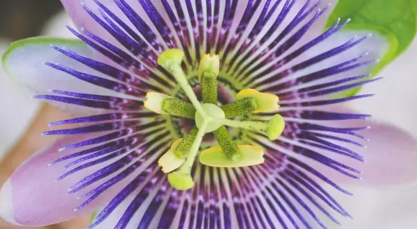 Detailaufnahme einer lila-weißen Passionsblume. Informiere dich über Passionsblume Nebenwirkungen, bevor du sie verwendest.