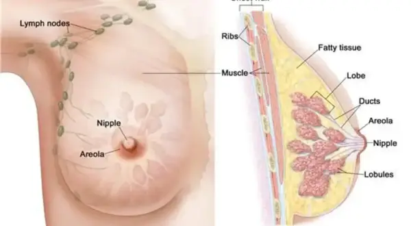 Anatomia piersi: widok zewnętrzny z brodawką i otoczką, oraz przekrój ukazujący tkankę tłuszczową, gruczoły, przewody i wglebienie w piersi.