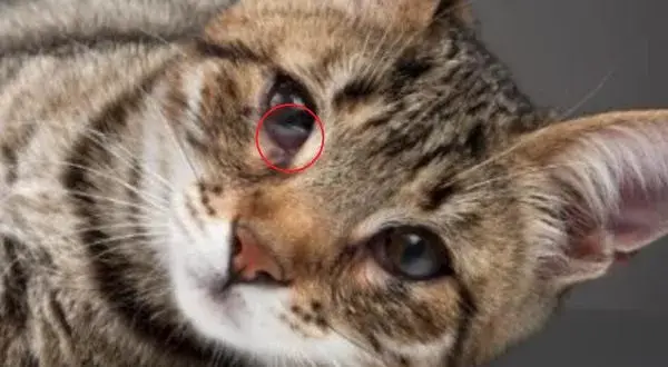 A mi gato se le ve el tercer párpado: señales de problemas de salud