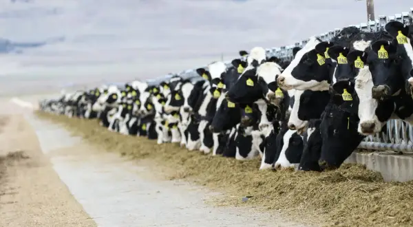 Una lunga fila di mucche da latte mangia fieno, un'immagine che evoca il tema dell'inquinamento zootecnico.