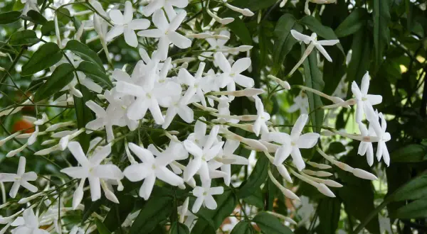Weiße Jasminblüten ranken sich üppig. Ob Jasmin winterhart ist, fragt man sich angesichts dieser Pracht.