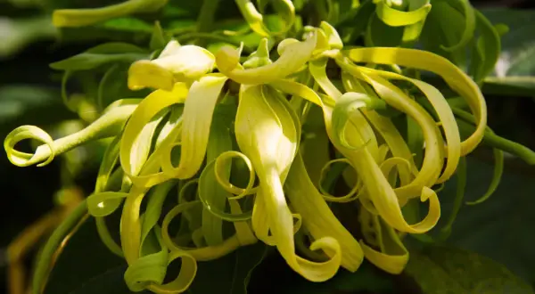 Kwiaty ylang ylang, o delikatnych, zwiniętych płatkach, kuszą egzotycznym zapachem.