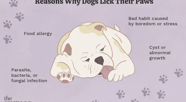 Illustration showing a dog licking its paw, with text listing reasons for excessive licking: food allergy, infection, growth, or boredom/stress.