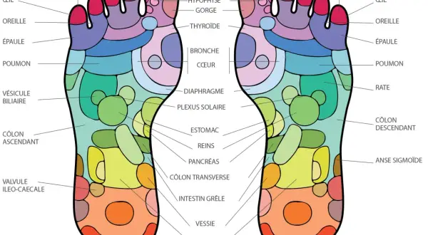 Carte des points pieds correspondant aux organes. Chaque zone du pied est reliée à une partie du corps.