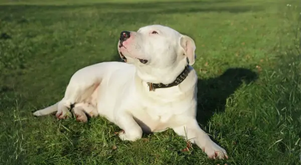 Un adorable dogo argentino bebé, con su collar tachonado, descansa plácidamente sobre la hierba verde, disfrutando del sol.