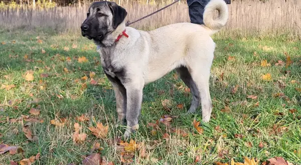 Piękny kangal na spacerze jesienią. Zastanawiasz się nad kangal cena? Ten pies to wspaniały towarzysz.
