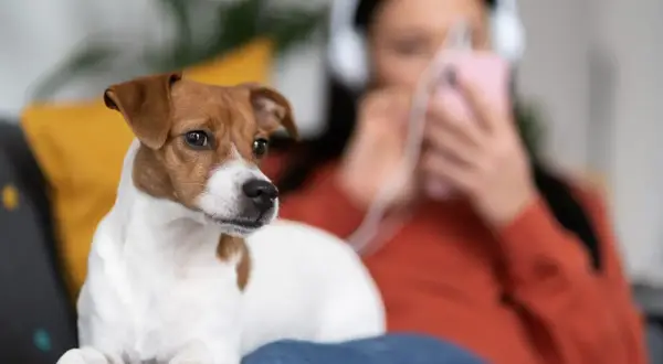 Jack Russell terrier na kanapie, słuchając muzyki. Może to być początek nauki, jak wytresować jack russell terrier.