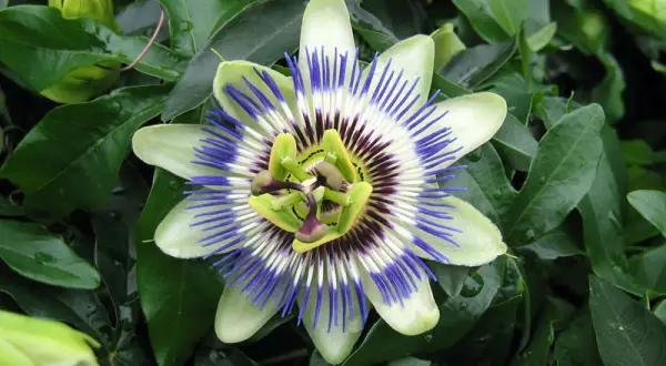 Fleur de passiflora caerulea, aux pétales blancs et verts, ornée de filaments bleus et pourpres. Un bouton floral vert est visible à gauche.