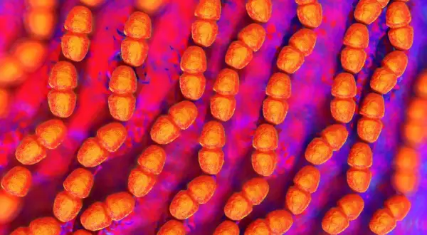 Złociste, ziarniste skupiska bakterii, przypominające paciorki, to Enterococcus faecalis. Tworzą one łańcuszki, unosząc się w fioletowo-czerwonym środowisku.
