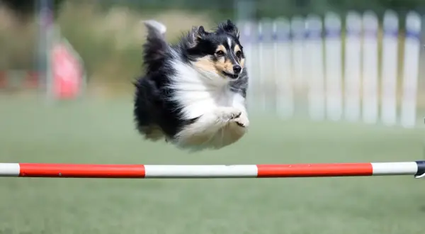 Shetland sheepdog w locie nad przeszkodą, demonstrując zwinność w psich sportach.