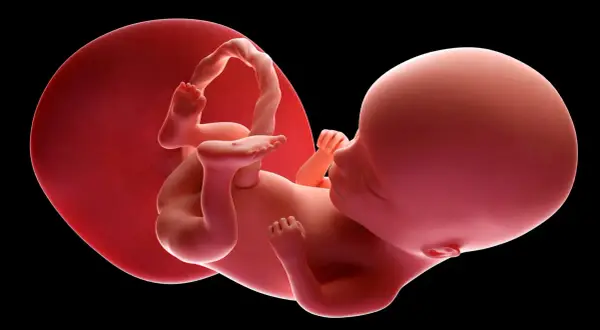 Płód w 14 tygodniu ciąży, otoczony błonami płodowymi. Dziecko rozwija się, przygotowując do życia poza łonem matki.
