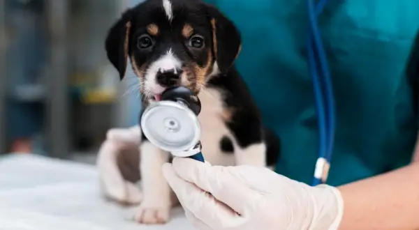 Czy weterynarz to doktor? Poznaj różnice w tytułach i kwalifikacjach