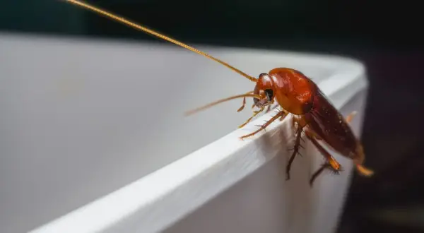 Un cafard brun sur le bord d'un récipient blanc. Une image pour illustrer comment se débarrasser des cafards naturellement.