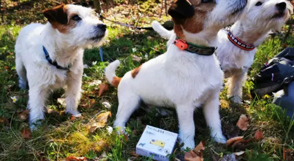 Trzy psy rasy Jack Russell Terrier w lesie. Obok jednego z nich leży opakowanie tickless dla psa, zapewniające ochronę przed kleszczami.
