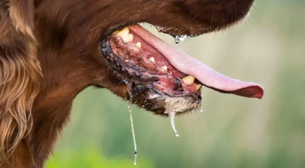 Perro con rabia, babeando profusamente. La saliva gotea de su boca abierta, mostrando sus dientes y lengua.