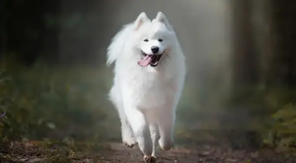 Radosny, dorosły samoyed pędzi leśną ścieżką, z językiem na wierzchu i wesołym spojrzeniem.