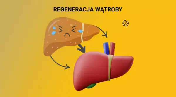 Ilustracja przedstawia proces regeneracji wątroby. Smutna, chora wątroba przechodzi transformację w zdrową, czerwoną. Dowiedz się, czym zregenerować wątrobę.