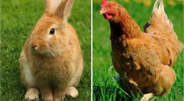 Un lapin nain roux et une poule rousse sur l'herbe. Peut-on mettre un lapin nain avec des poules ?