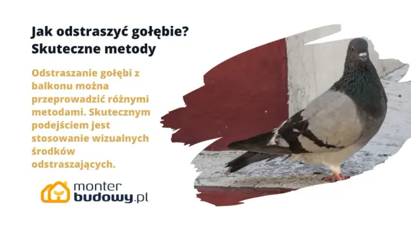 Jak pozbyć się gołębi z balkonu? Skuteczne metody to wizualne odstraszacze. Gołąb na tle czerwono-białej ściany.