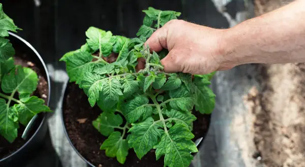 En hand petar bort en tjuvskott tomatplanta för att ge mer plats åt huvudplantan.