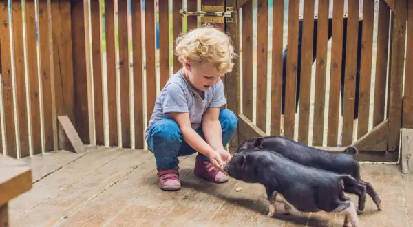 Kleines Kind füttert Schweinchen. Tolle Unternehmungen mit Kleinkind 2 Jahre auf einem Bauernhof.