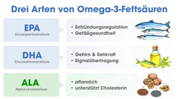 Drei Omega-3-Fettsäuren: EPA für Entzündungen, DHA für Gehirn & Sehkraft, ALA pflanzlich. Was ist DHA? Wichtig für Gehirn und Augen.