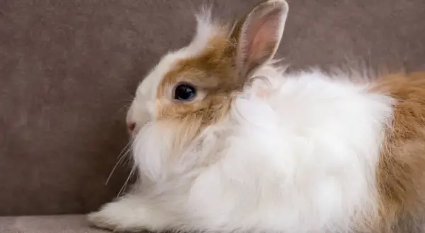 Uroczy królik o puszystym futerku, niczym żywy **angora materiał**, leży na brązowym tle.