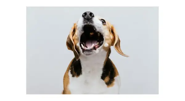 Pies beagle z otwartym pyskiem, jakby uczył się, jak oduczyć psa szczekania.