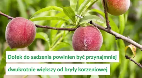 Brzoskwinie kiedy sadzić - uniknij błędów i zapewnij sukces w ogrodzie