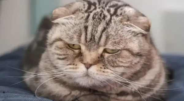 Gato atigrado con ojos tristes, acurrucado, como se despide un gato antes de morir, con una mirada melancólica.