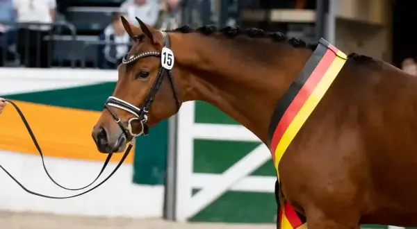 Brauner Hengst mit Zopf und deutscher Fahne, bereit für die Körung.