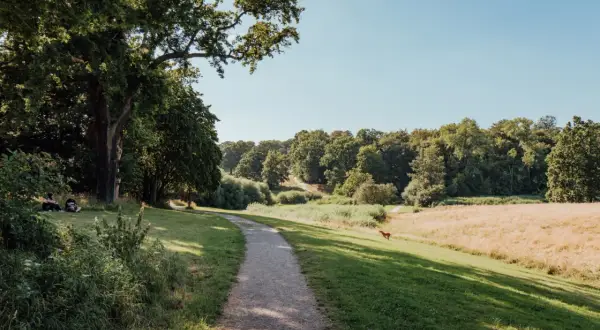Ein Hund rennt über eine sonnige Wiese im Jenischpark Hamburg. Ein Weg schlängelt sich durch grünes Gras und Bäume.