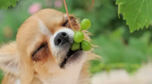Chihuahua z winogronami w pyszczku. Czy pies może jeść winogrona? To pytanie zadaje sobie wielu właścicieli czworonogów.