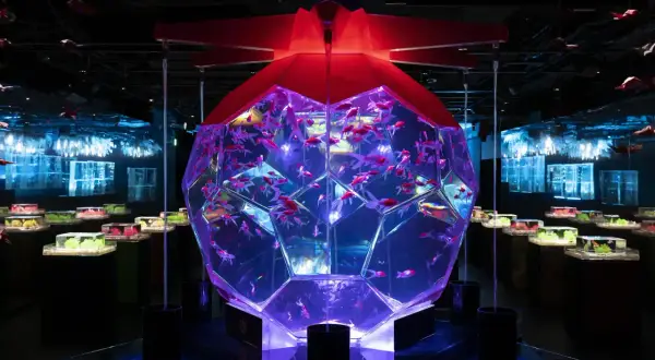 A stunning display of goldfish in a geometric aquarium, part of the immersive art installations found in Japan art museums.