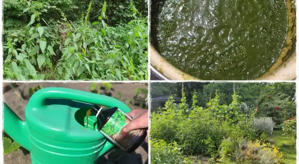 Przygotowanie naturalnego nawozu z pokrzyw. Gnojówka z pokrzyw to bogactwo składników odżywczych dla roślin.