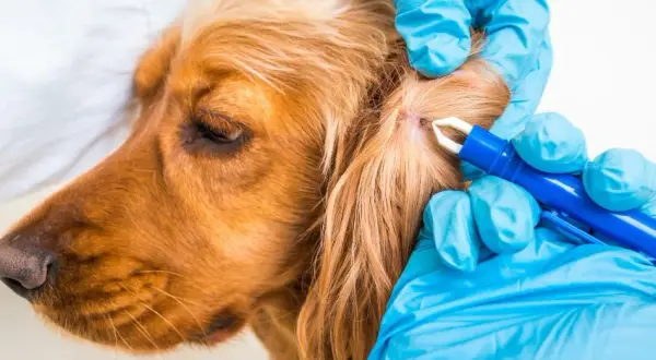 Cómo actuar si a mi perro le ha picado una garrapata y evitar problemas