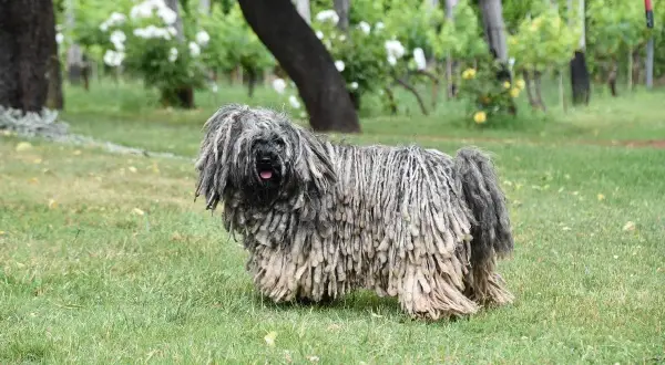 Un perro Puli con su característico pelaje rastafari, una de las razas de perros que sueltan mucho pelo, pasea por un jardín verde.