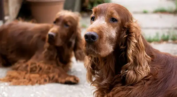 Dwa duże brązowe psy rasy Irish Setter leżą na zewnątrz, jeden z nich patrzy wprost na widza.