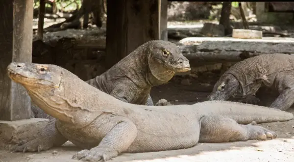 Kilka waranów na wyspie Komodo odpoczywa w cieniu.
