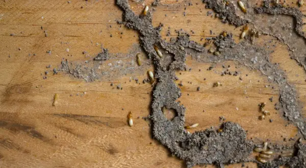 Piccole termiti biancastre scavano gallerie nel legno, lasciando tracce di terra e detriti.