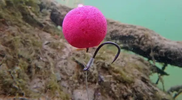 Ein pinker Pop-Up Boilie mit einem Haken, bereit, d rig binden. Unterwasseraufnahme mit Holz und Algen im Hintergrund.