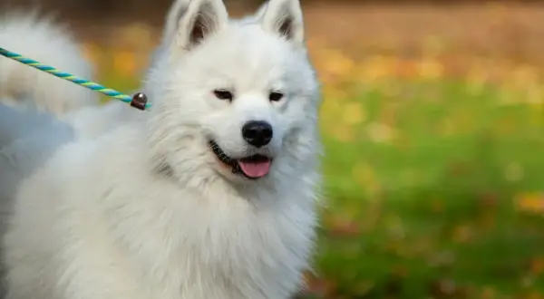 Uroczy samoyed z gęstą, białą sierścią, która sprawia, że wygląda jak chmurka. Czy samoyed ma włosy? Oczywiście, i to jakie!